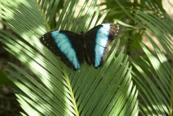 Morpho Archilles