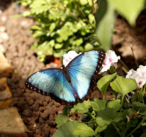 Morpho Peleides