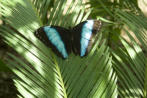 Morpho Archilles