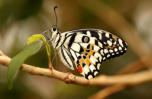 Papilio Demoleus